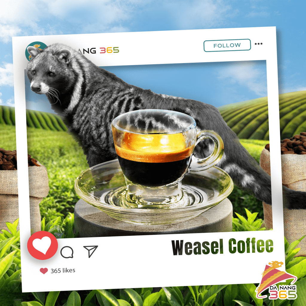 A captivating image of Vietnamese weasel coffee, set against a backdrop of lush green fields and a clear blue sky, perfectly designed for Da Nang 365's Instagram.