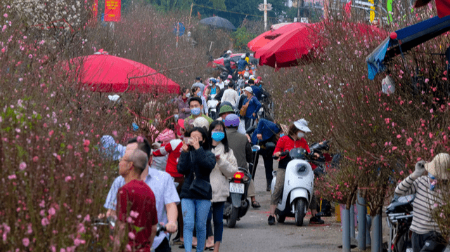 People stroll along a street adorned with vibrant pink flowers, celebrating the Tet holiday in a festive atmosphere.
