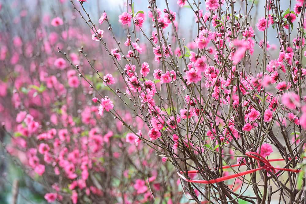 peach blossom flower peach blossom flower