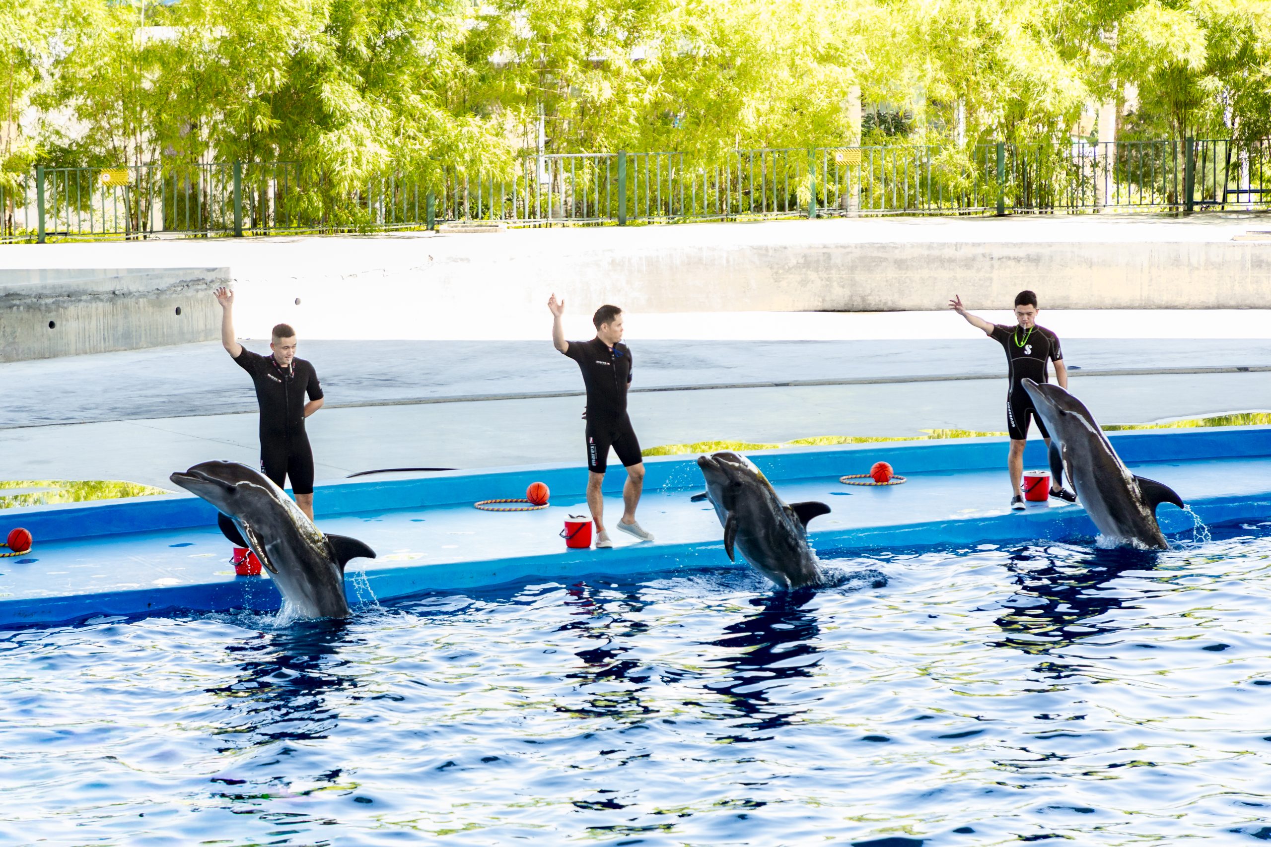 Dolphinarium Show (1)