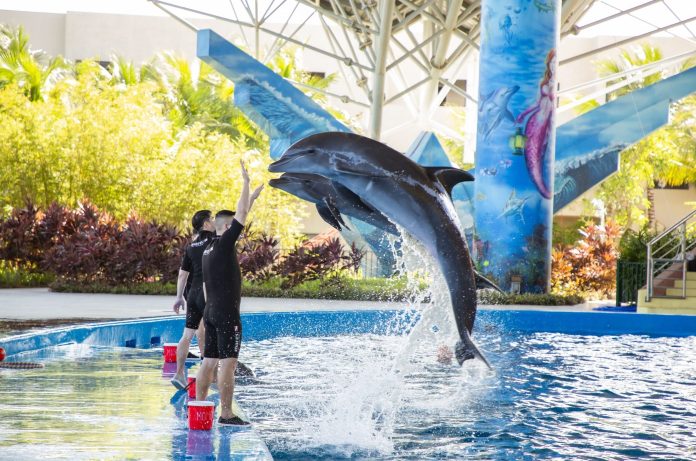 biểu diễn cá heo đà nẵng